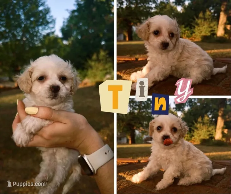 Eloise – Bichon Frise, Poodle - Toy  puppy for sale in Pawnee, OK