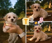 Eloise, a female Bichon Frise and Poodle - Toy  for sale in Pawnee, OK – 1 of 1