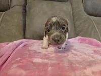 Ivy, a female Miniature Dachshund for sale in Pawnee, OK – 9 of 10