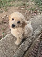 Theo, a female Poochon for sale in Pawnee, OK – 4 of 7
