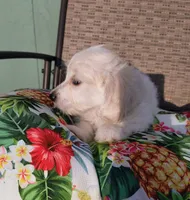 Stella , a female Doxiepoo for sale in Pawnee, OK – 4 of 10