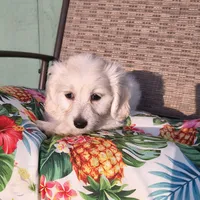 Stella , a female Doxiepoo for sale in Pawnee, OK – 7 of 10
