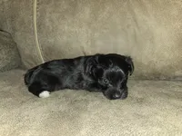 Princess, a female Yorkipoo for sale in Pawnee, OK – 4 of 5
