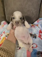 Ollie, a male Miniature Dachshund for sale in Pawnee, OK – 3 of 10