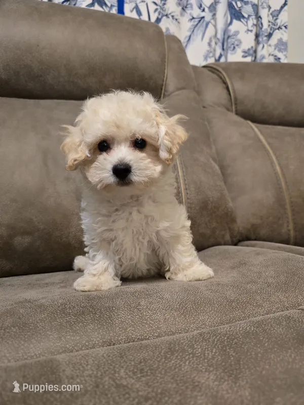 Colin – Bichon Frise, Poodle - Toy  puppy for sale in Pawnee, OK