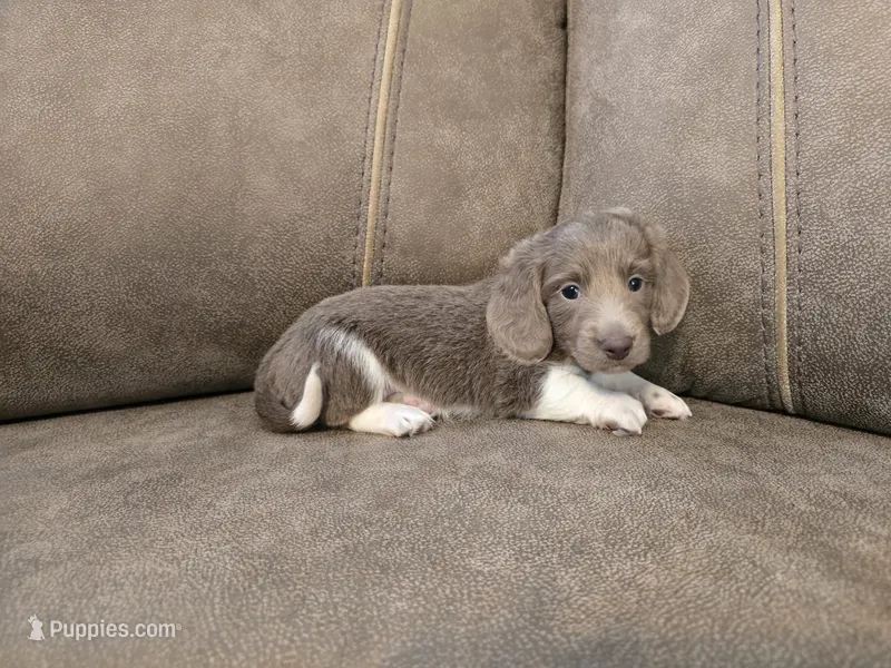Violet – Miniature Dachshund puppy for sale in Pawnee, OK