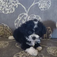 Jack, a male Miniature Aussiedoodle for sale in Pawnee, OK – Photo 8 of 9