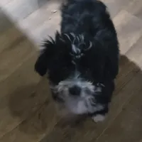 Jack, a male Miniature Aussiedoodle for sale in Pawnee, OK – Photo 4 of 9