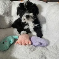Jack, a male Miniature Aussiedoodle for sale in Pawnee, OK – Photo 2 of 9