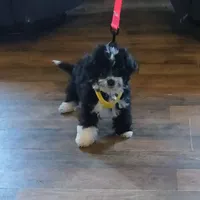 Jack, a male Miniature Aussiedoodle for sale in Pawnee, OK – Photo 3 of 9