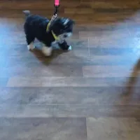 Jack, a male Miniature Aussiedoodle for sale in Pawnee, OK – Photo 9 of 9