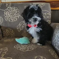 Jack, a male Miniature Aussiedoodle for sale in Pawnee, OK – Photo 5 of 9