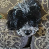 Jack, a male Miniature Aussiedoodle for sale in Pawnee, OK – Photo 7 of 9