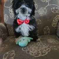 Jack, a male Miniature Aussiedoodle for sale in Pawnee, OK – Photo 6 of 9