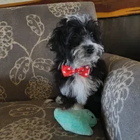 Jack, a male Miniature Aussiedoodle for sale in Pawnee, OK – Photo 1 of 9