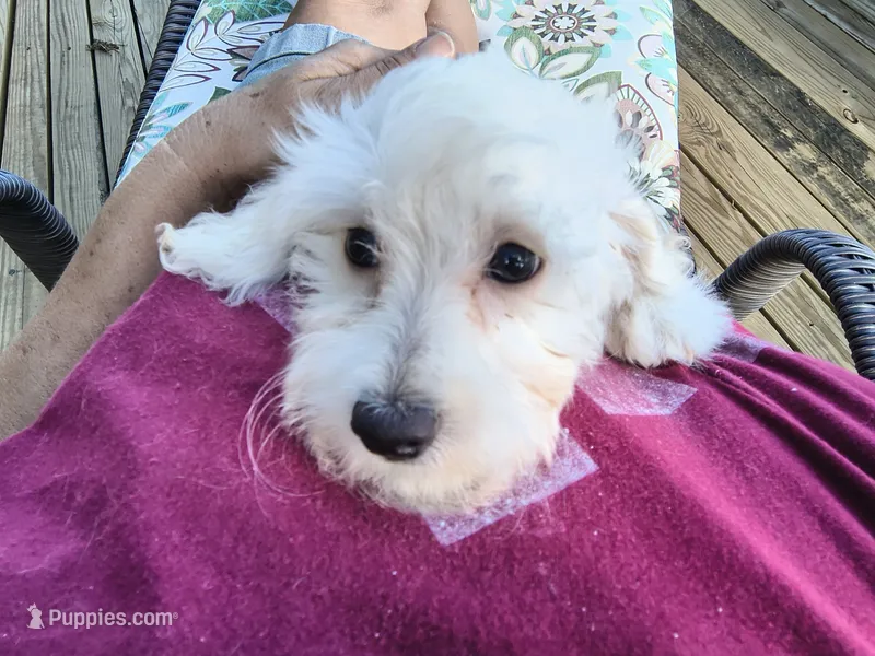 Leti – Doxiepoo puppy for sale in Pawnee, OK