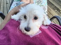Leti, a female Doxiepoo for sale in Pawnee, OK – 1 of 10