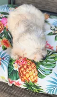 Bella , a female Doxiepoo for sale in Pawnee, OK – 10 of 10