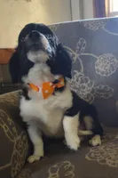 Joe, a male Miniature Aussiedoodle for sale in Pawnee, OK – Photo 5 of 10