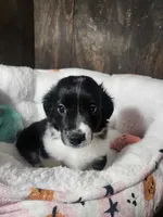 Joe, a male Miniature Aussiedoodle for sale in Pawnee, OK – Photo 6 of 10
