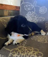 Joe, a male Miniature Aussiedoodle for sale in Pawnee, OK – Photo 1 of 10