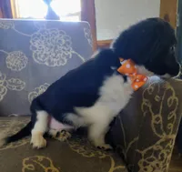 Joe, a male Miniature Aussiedoodle for sale in Pawnee, OK – Photo 8 of 10