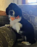 Joe, a male Miniature Aussiedoodle for sale in Pawnee, OK – Photo 2 of 10