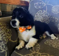 Joe, a male Miniature Aussiedoodle for sale in Pawnee, OK – Photo 3 of 10