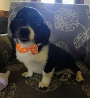 Joe, a male Miniature Aussiedoodle for sale in Pawnee, OK – Photo 10 of 10