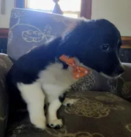 Joe, a male Miniature Aussiedoodle for sale in Pawnee, OK – Photo 9 of 10