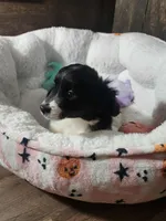 Joe, a male Miniature Aussiedoodle for sale in Pawnee, OK – Photo 4 of 10