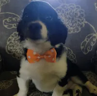 Joe, a male Miniature Aussiedoodle for sale in Pawnee, OK – Photo 7 of 10