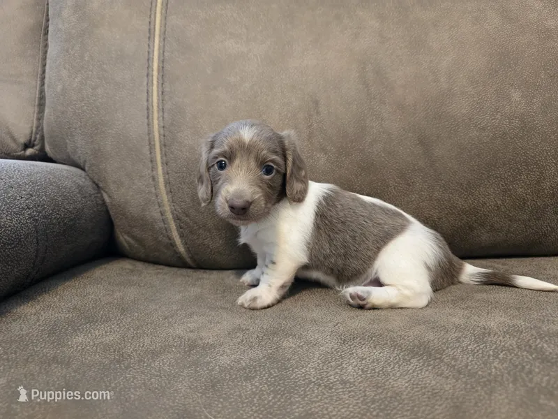 Ivy – Miniature Dachshund puppy for sale in Pawnee, OK