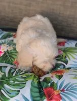 Bella , a female Doxiepoo for sale in Pawnee, OK – 6 of 10