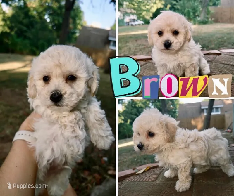 Benedict – Poochon puppy for sale in Pawnee, OK