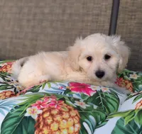 Bella , a female Doxiepoo for sale in Pawnee, OK – 2 of 10