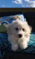 Lexi, a female Doxiepoo for sale in Pawnee, OK – 5 of 10