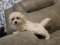 Colin, a female Bichon Frise and Poodle - Toy  for sale in Pawnee, OK – 4 of 8