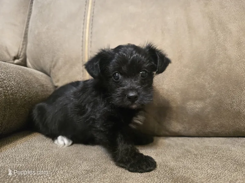 Princess – Yorkipoo puppy for sale in Pawnee, OK