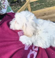 Leti, a female Doxiepoo for sale in Pawnee, OK – 2 of 10