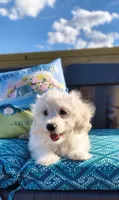 Lexi, a female Doxiepoo for sale in Pawnee, OK – 3 of 10