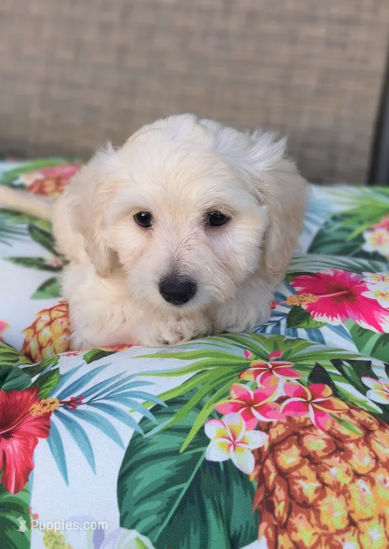 Bella  – Doxiepoo puppy for sale in Pawnee, OK