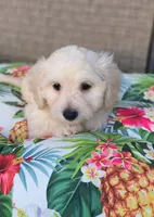 Bella , a female Doxiepoo for sale in Pawnee, OK – 1 of 10