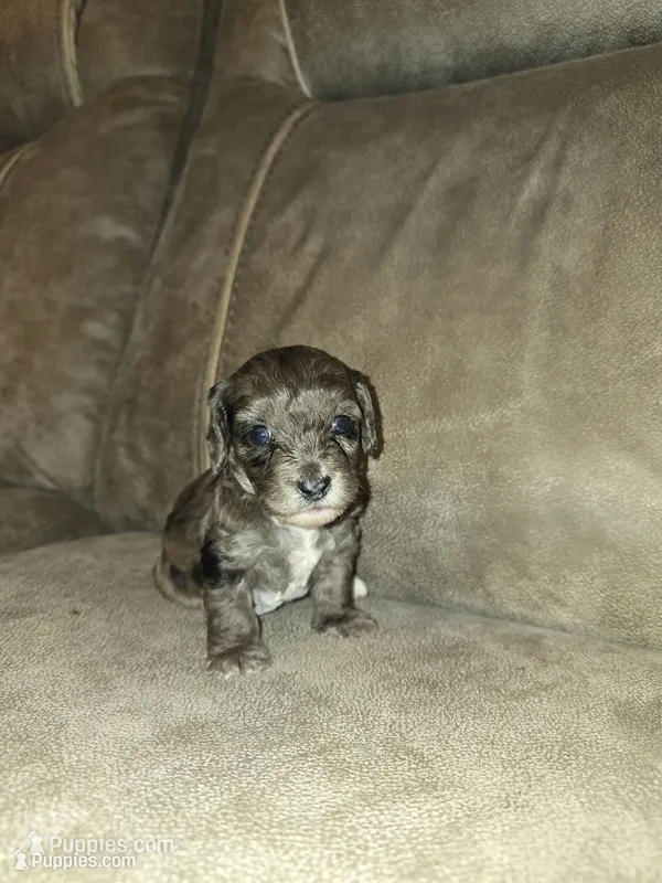Maui – Doxiepoo puppy for sale in Pawnee, OK