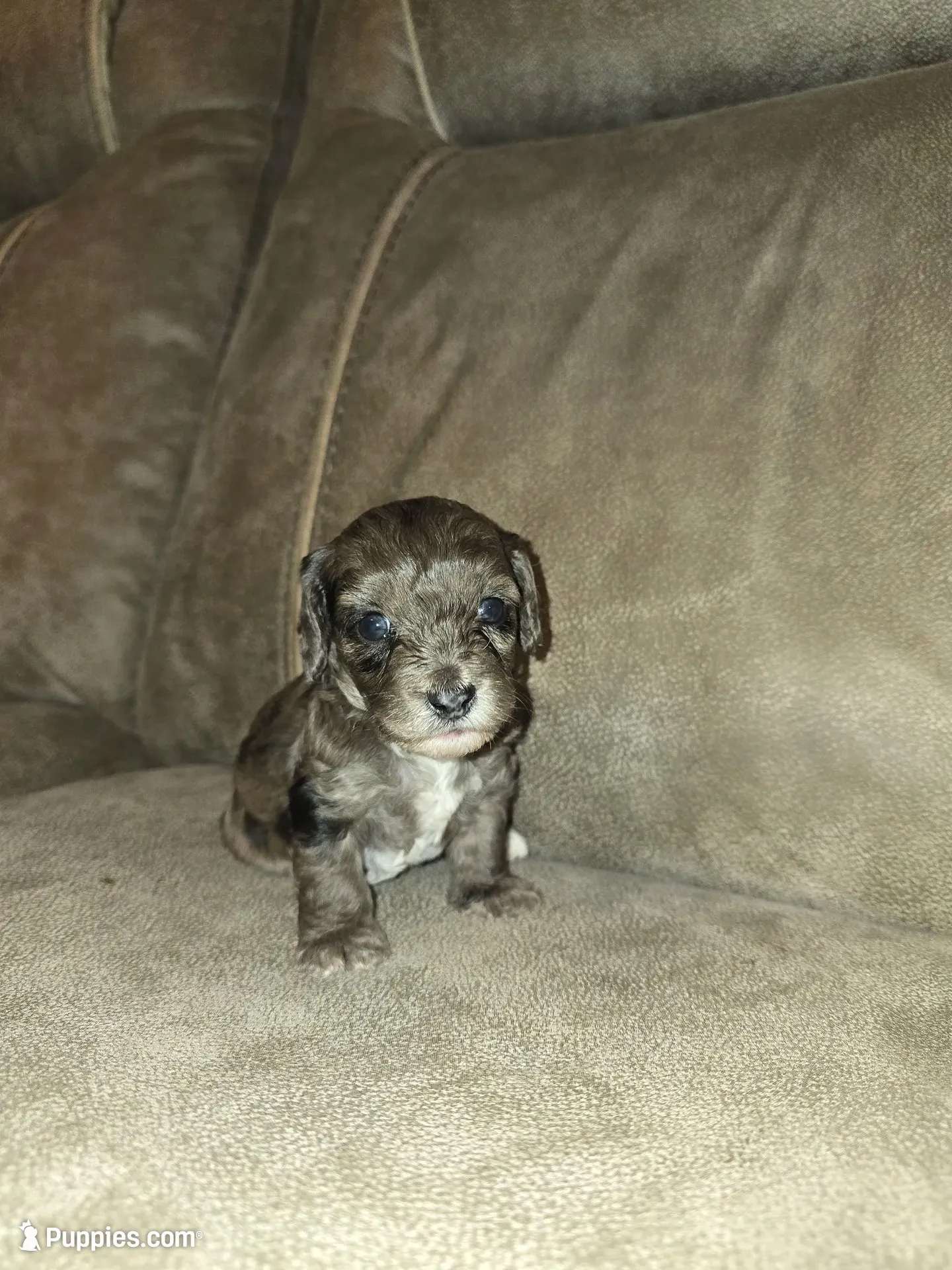 Maui, a male Doxiepoo for sale in Pawnee, OK – 1 of 2