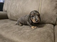 Bluey, a male Miniature Dachshund for sale in Pawnee, OK – Photo 2 of 10