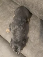 Bluey, a male Miniature Dachshund for sale in Pawnee, OK – Photo 9 of 10