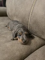 Bluey, a male Miniature Dachshund for sale in Pawnee, OK – Photo 8 of 10