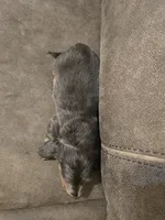 Bluey, a male Miniature Dachshund for sale in Pawnee, OK – Photo 10 of 10