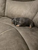 Bluey, a male Miniature Dachshund for sale in Pawnee, OK – Photo 7 of 10
